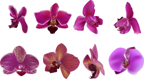 Ocho flores de orquídea rosa oscuro — Vector de stock