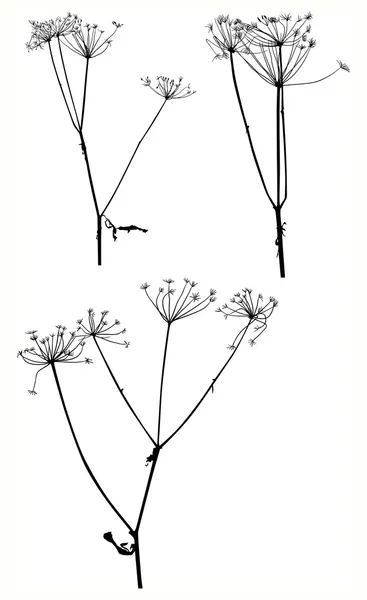 Set van drie droge herfst planten geïsoleerd op wit — Stockvector