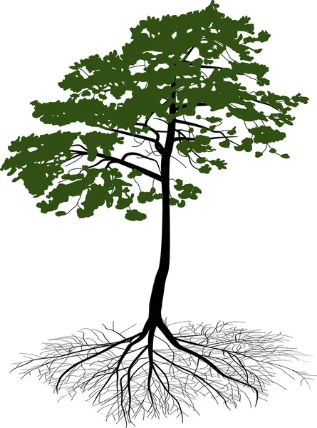 Зелених соснових дерев з чорний корінь — Wektor stockowy