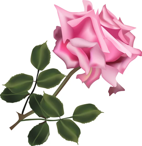 Één roze roos met groene bladeren op wit — Stockvector