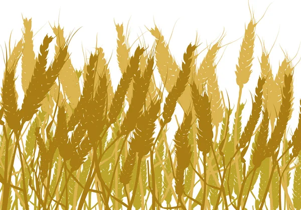 Gold wheat field isolated on white — Stock Vector