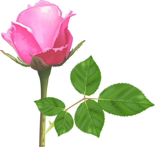 하나의 고립 된 빛 핑크 장미 꽃 — 스톡 벡터