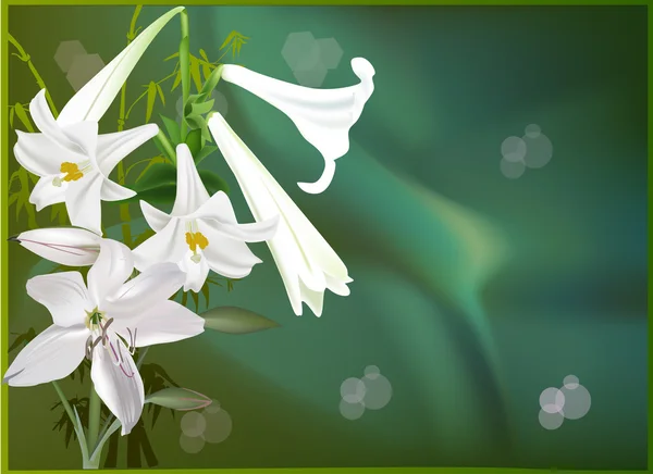 Bunch of white lily flowers on green background — Stock Vector