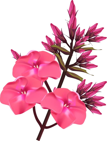 Rama de flores de color rosa brillante aislado en blanco — Vector de stock