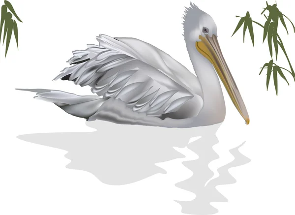 Pelikan i na białym tle odbicie — Wektor stockowy