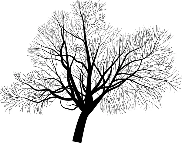 Illustration isolée de grand arbre nu — Image vectorielle