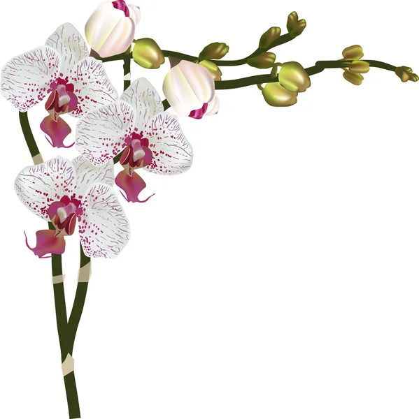 Helle Orchideen mit dunkelrosa Flecken — Stockvektor