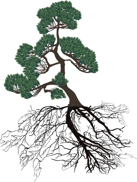 Grön furu med svart rötter på vit — Stock vektor