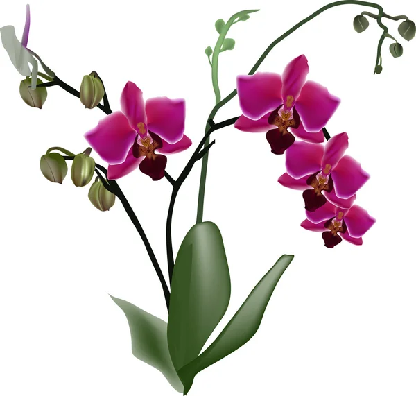 Tmavě růžová orchidej větev s čtyři květy — Stockový vektor