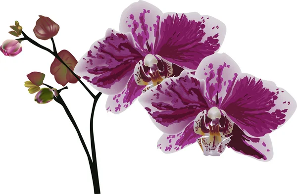 Orchidee in macchie scure isolate su sfondo bianco — Vettoriale Stock