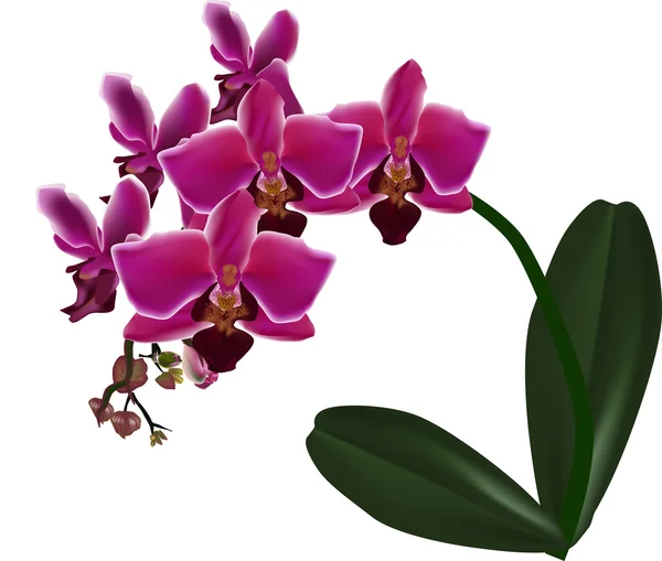 Pink orchid med gröna blad isolerad på vit — Stock vektor