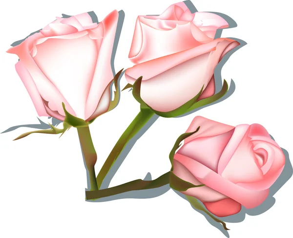 Tres rosas rosadas con sombras — Vector de stock