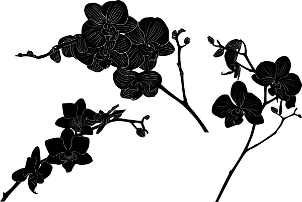 Three orchid branches silhouettes set — Stock Vector