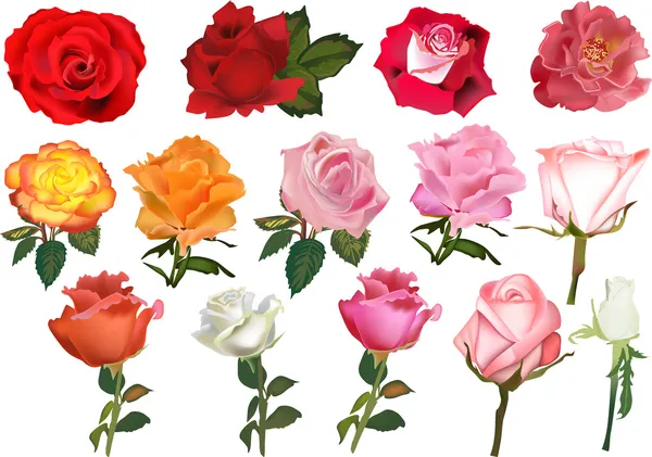 Fourteen color roses collection isolated on white — Stock Vector