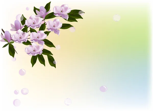 Větev květ Magnolie na světlé pozadí — Stockový vektor