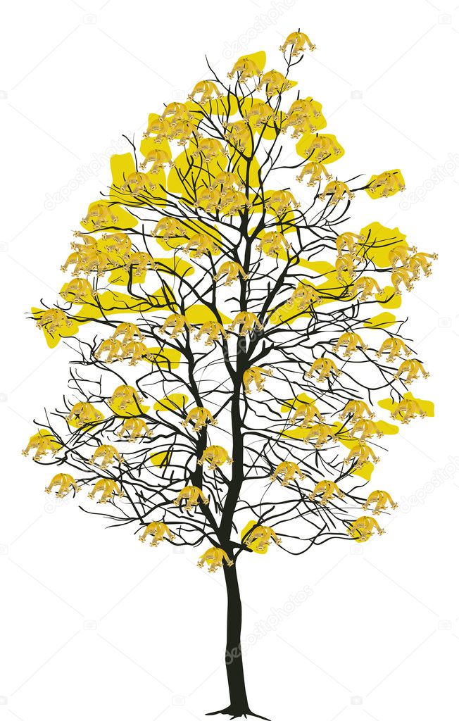 yellow autumn tree isolated on white