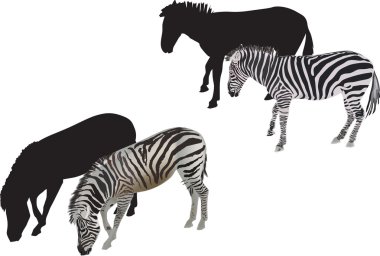 iki beyaz zebra izole