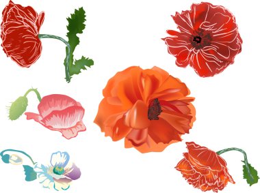 beyaz izole kırmızı haşhaş çiçekleri koleksiyonu