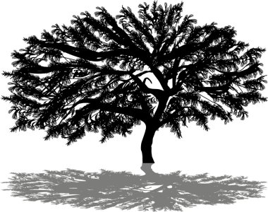 yansıması ile izole büyük ağaç