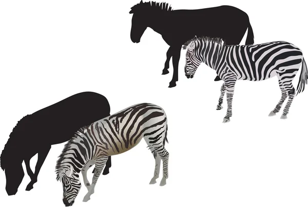 Két elszigetelt fehér zebra — Stock Vector