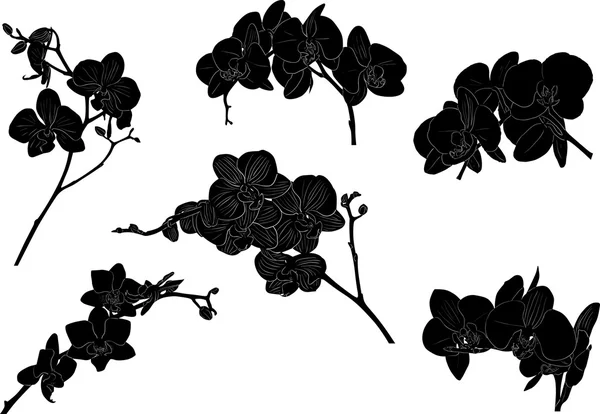 Seis ramas negras de la orquídea en blanqueado — Vector de stock