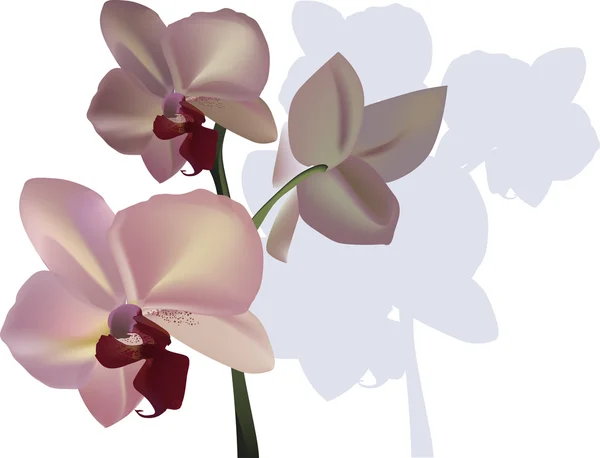 Fiore leggero del orchid isolato su bianco — Vettoriale Stock