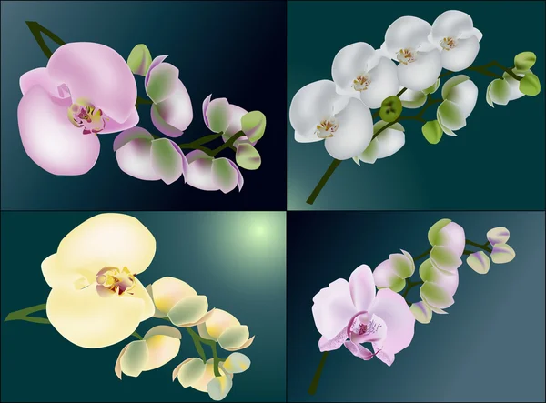 Чотири кольорові орхідеї на темно-синьому — стоковий вектор