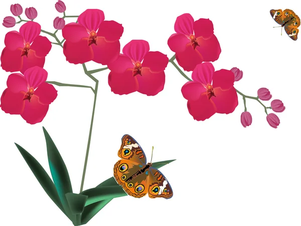 Red orchid flowers and two butterflies — Stock Vector