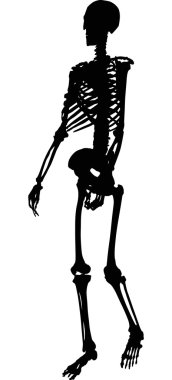 tek insan iskeleti silüeti