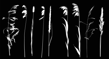 dokuz vahşi bitkiler siluet siyah izole