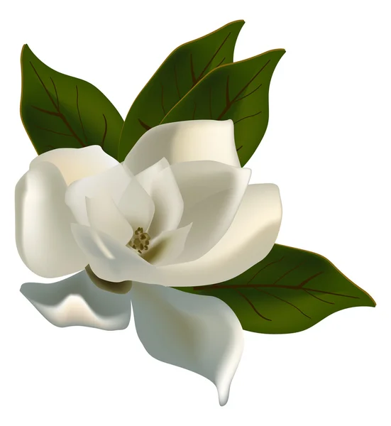 Einzelne Magnolienblüte isoliert auf weiß — Stockvektor
