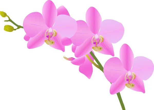 Ramo di orchidea rosa brillante su bianco — Vettoriale Stock