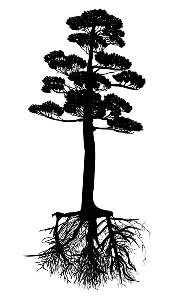 Ізольована чорна сосна з корінням — стоковий вектор