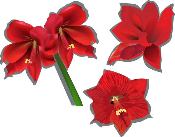 四个红色 amaryllises 的集合 — 图库矢量图片