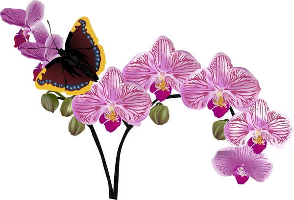 Purple orchid flower branch and dark butterfly — Stock Vector