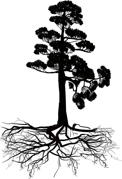 Ізольоване чорне соснове дерево з коренем — стоковий вектор