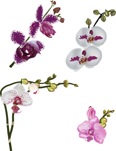 Vier orchid floral takken roze kleur — Stockvector