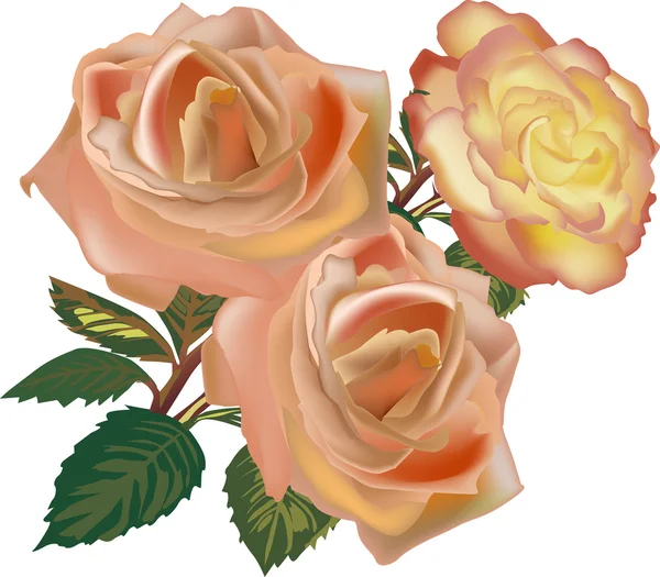 Tres rosas de té ligeras aisladas en blanco — Vector de stock