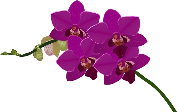 Donker roze orchid branch illustratie — Stockvector