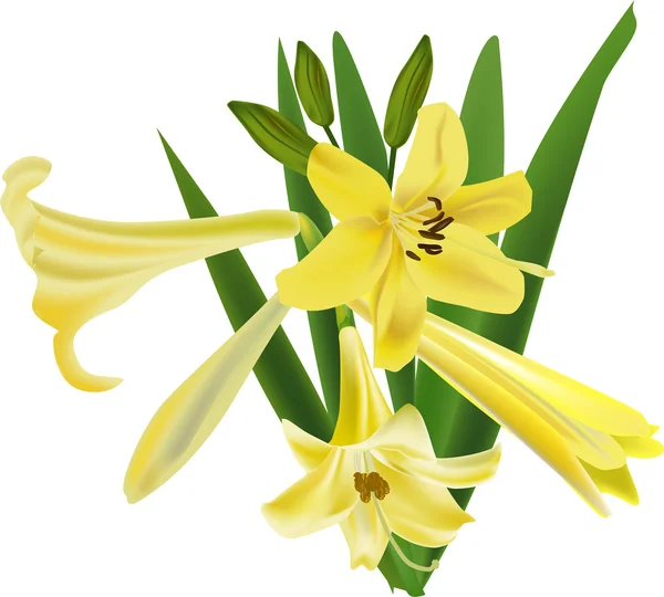 Geïsoleerde stelletje gele lily bloemen — Stockvector