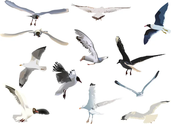 Collection of gulls on white background — Stock Vector