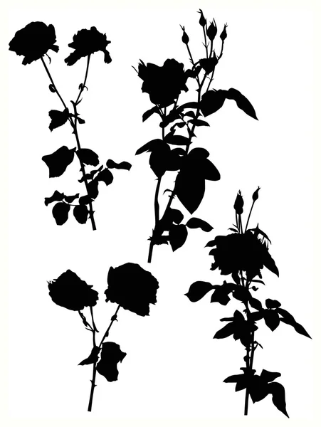 Quatre fleurs roses noires isolées sur blanc — Image vectorielle