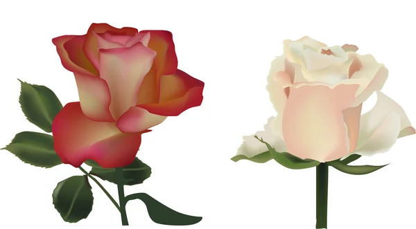 Crema y rosas rojas sobre blanco — Vector de stock