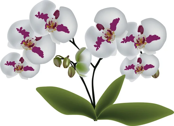 Isolierte weiße Orchideen mit rosa Flecken — Stockvektor