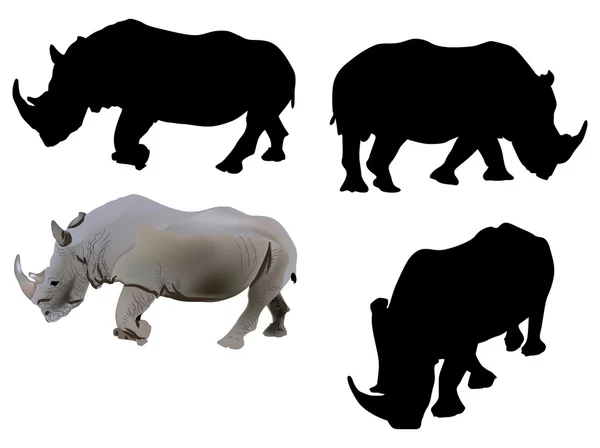 สี่ rhinocerose บนสีขาว — ภาพเวกเตอร์สต็อก