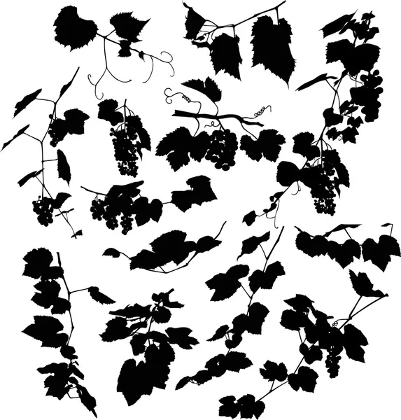 Set di uva nera e foglie su bianco — Vettoriale Stock
