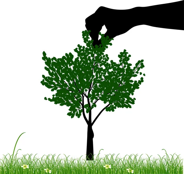 Hand holding green tree above grass — Stock Vector