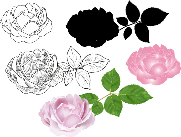 Olika stilar av rose isolerad på vit — Stock vektor