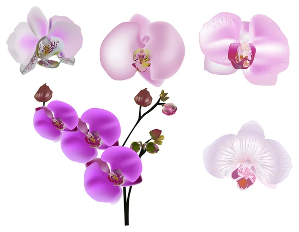 Pembe orkide çiçekleri beyaz koleksiyon — Stok Vektör