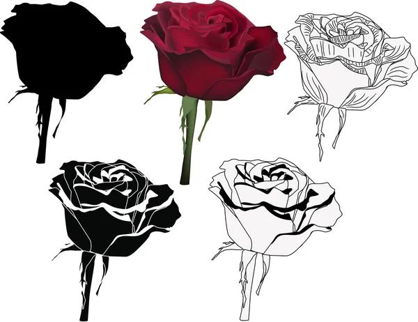 Vijf stijlen van rose geïsoleerd op wit — Stockvector